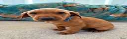 Labrador Retriever dogs for sale: Pedigree Puppies from a Family Home - Advert 16
