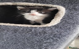 Mixed Breed cats for sale: Kittens looking for loving forever home - Image 11