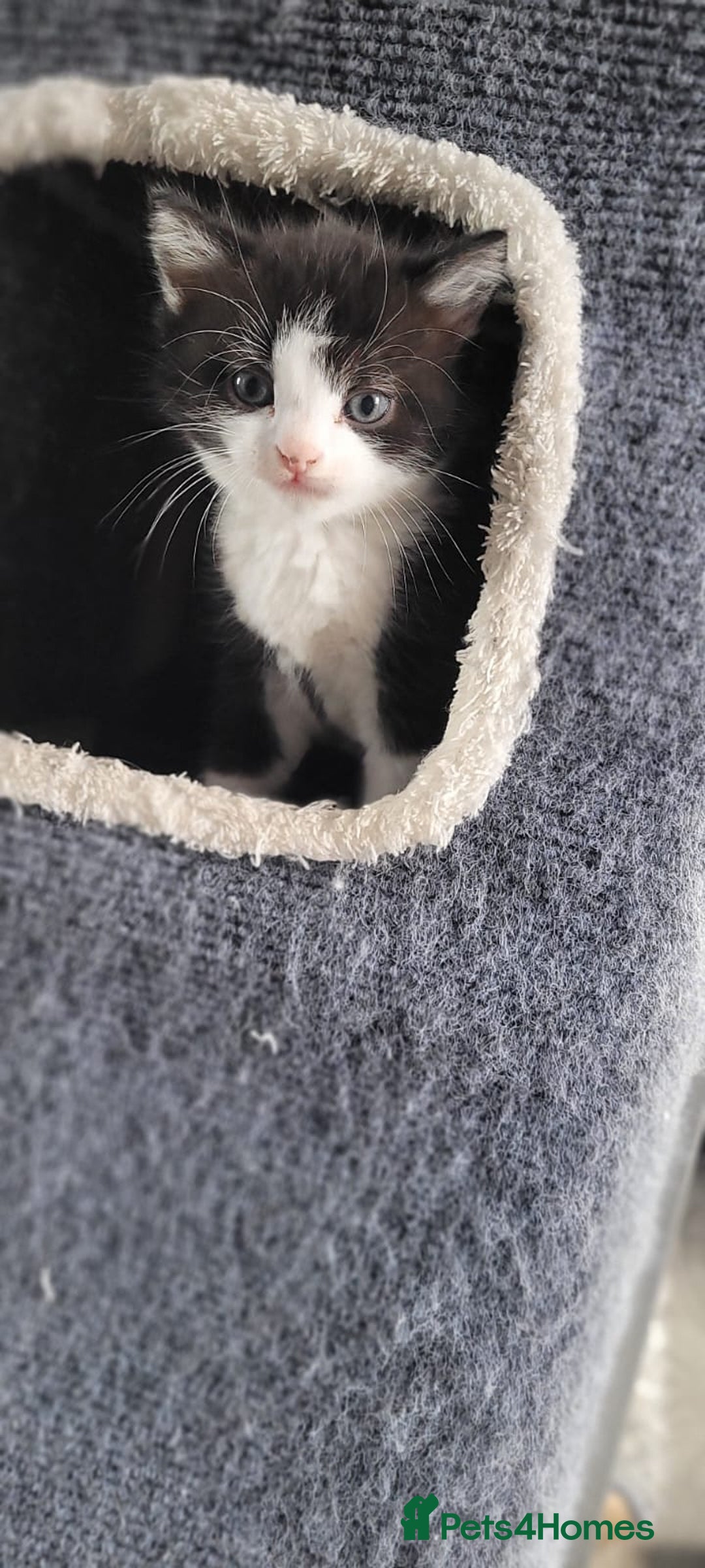 Mixed Breed cats for sale: Kittens looking for loving forever home - Image 11