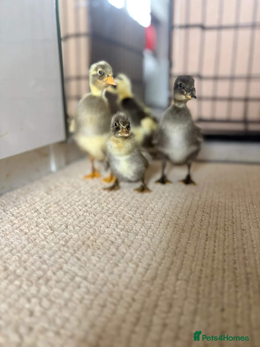 Ducks poultry for sale: Indian runner ducklings  - Advert 3