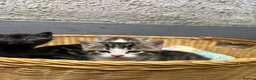 Mixed Breed cats for sale: 3 Kittens for sale  - Advert 7