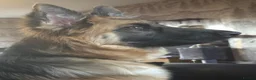 German Shepherd dogs for sale: 9 month old female german shepherd in Stafford - Advert 4