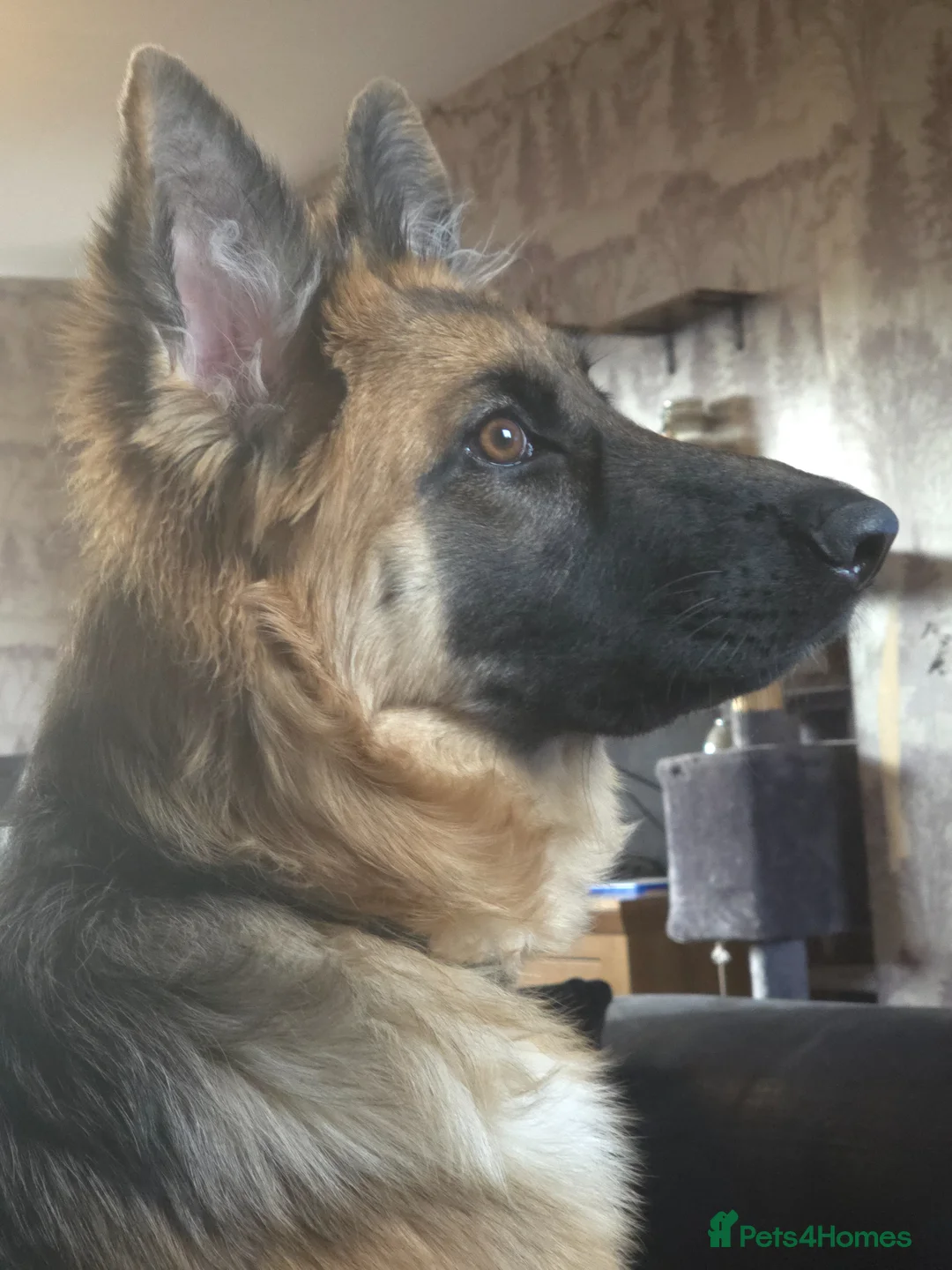 German Shepherd dogs for sale: 9 month old female german shepherd in Stafford - Advert 4