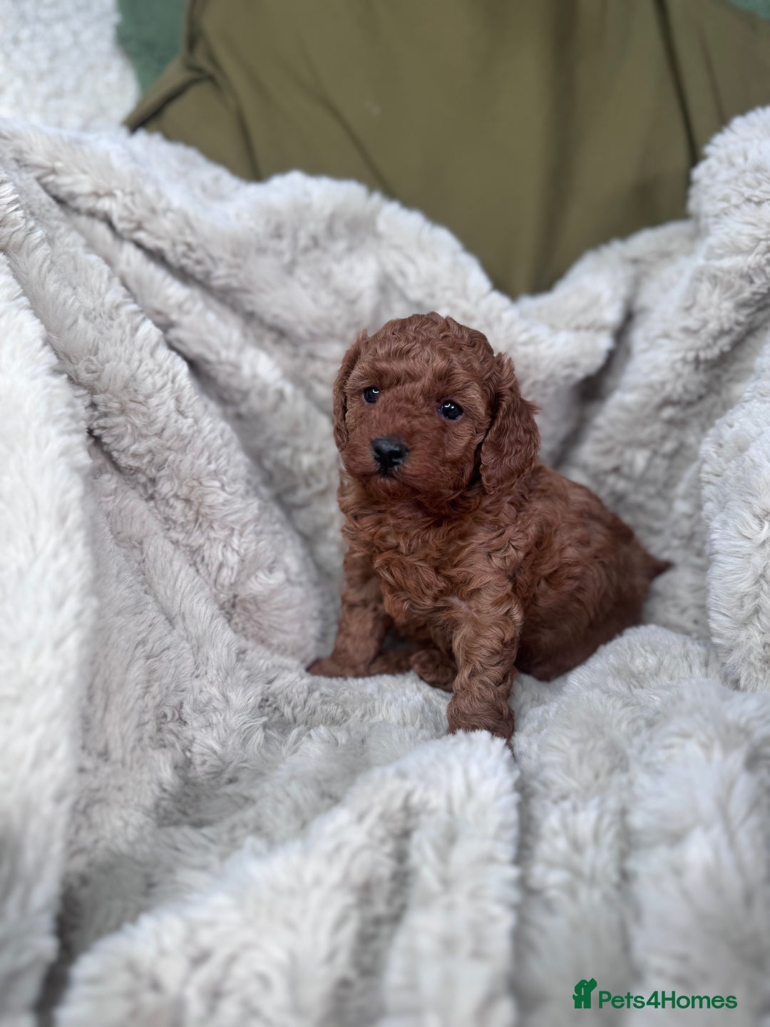 Toy Poodle dogs for sale: Mini KC red toy poodle  - Advert 3