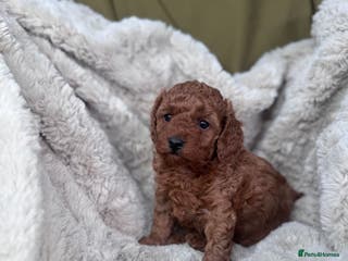 Toy Poodle dogs Mini KC red toy poodle - Advert 12