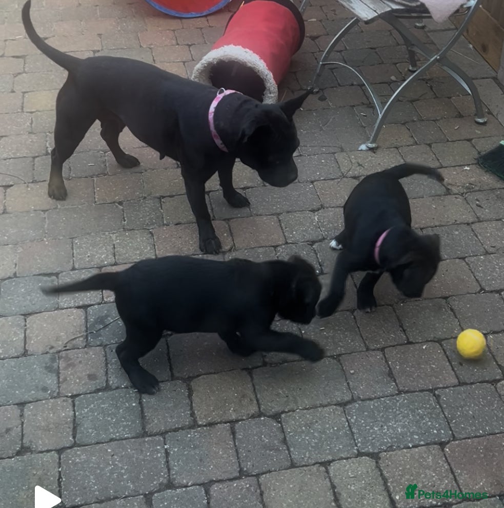 Mixed Breed dogs Two beautiful puppies - Advert 13