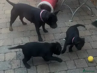 Mixed Breed dogs Two beautiful puppies - Advert 13