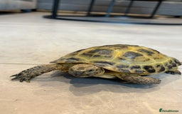 Tortoise reptiles for sale: Horsefield Tortoise, Male, 2y/o + Full Setup - Image 2