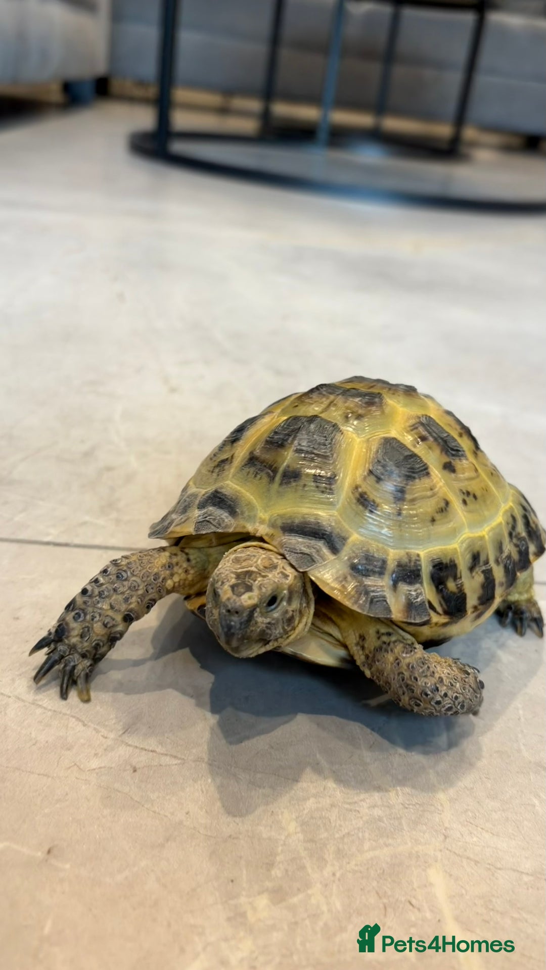 Tortoise reptiles for sale: Horsefield Tortoise, Male, 2y/o + Full Setup - Image 2