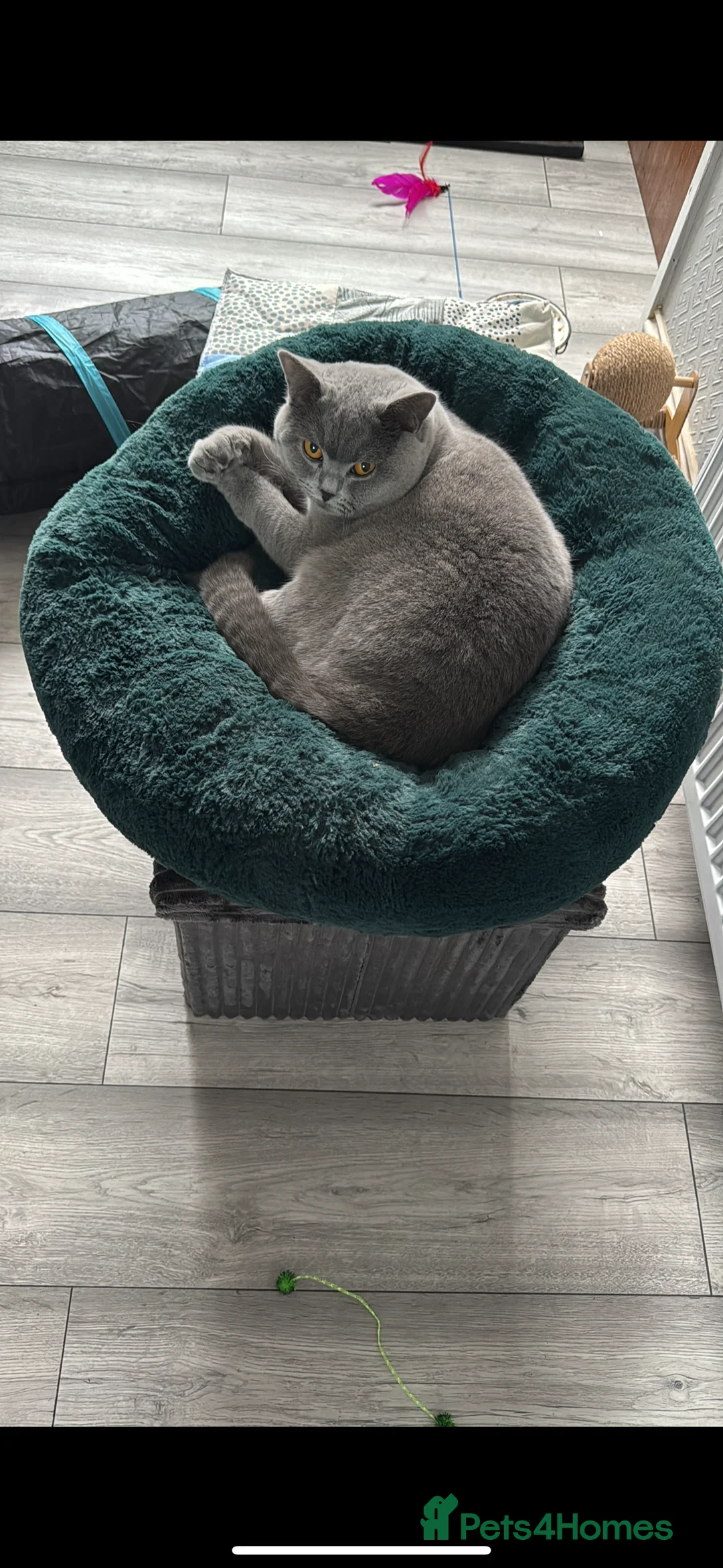British Shorthair cats for sale: 10 month old Make British Shorthair  - Advert 8