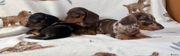 Dachshund dogs for sale: Dachshund puppies for sale  in Basildon - Advert 11