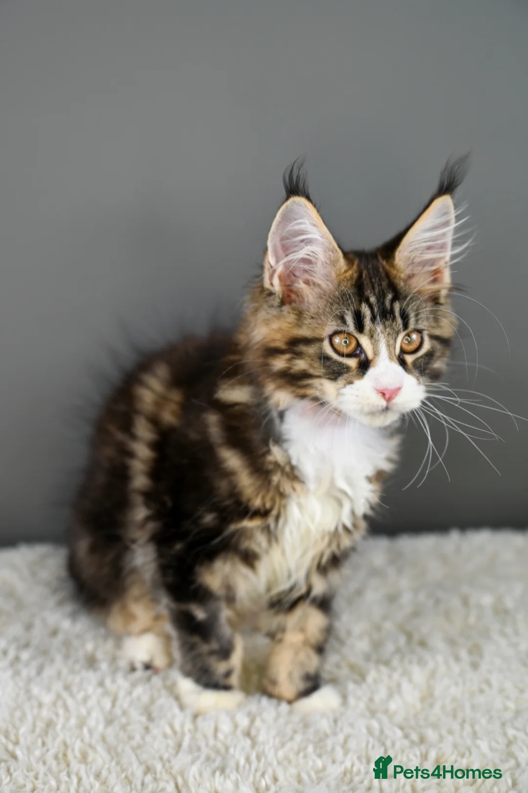 Maine Coon cats for sale: 🧬 STUNNING KITTENS - TICA REGISTERED 🎖️ - Advert 6