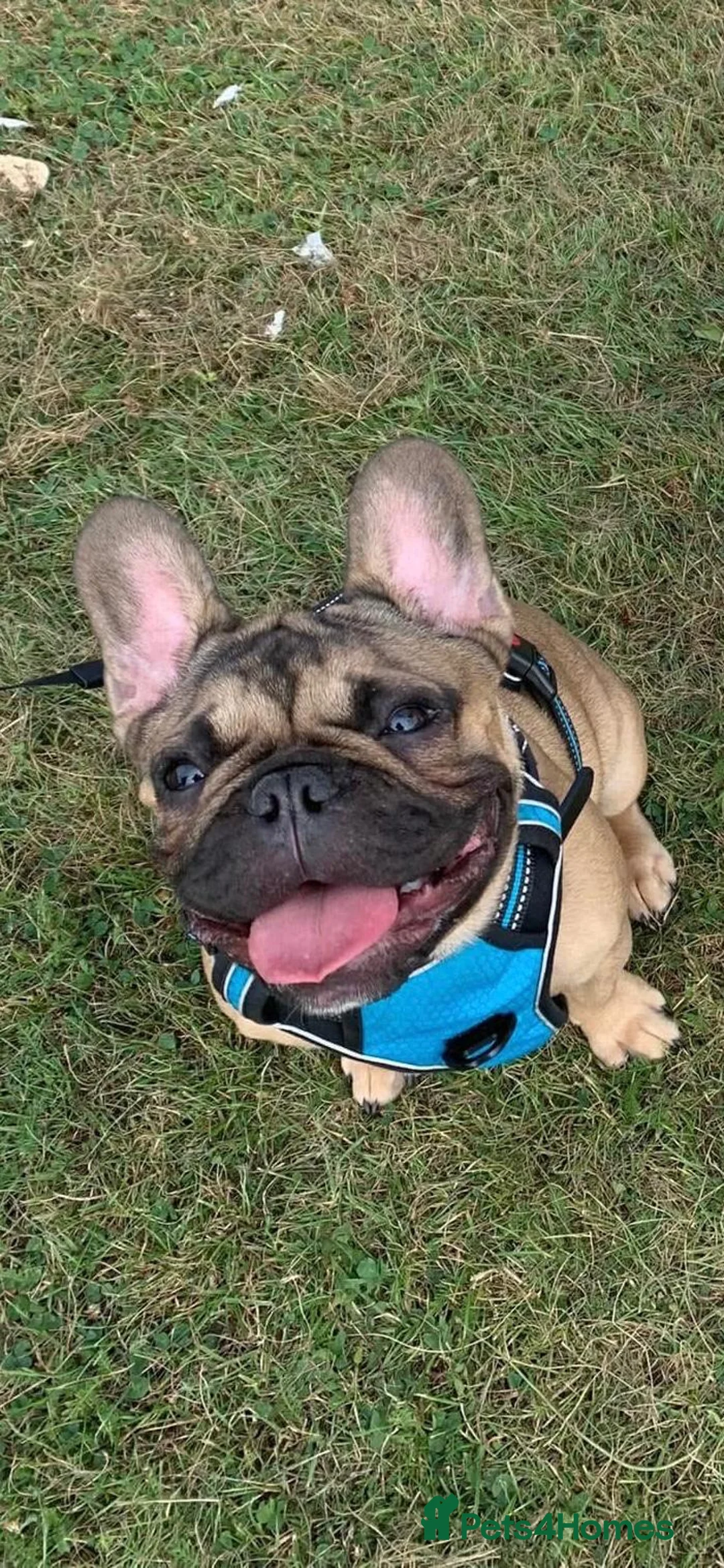 French Bulldog dogs for sale: 3 stunning french bulldogs in Grays - Advert 7