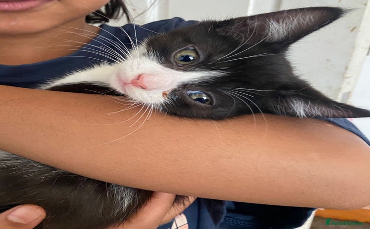 Mixed Breed cats - Advert 16