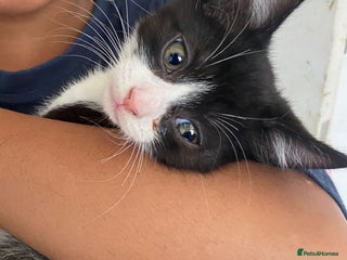 Mixed Breed cats - Advert 7