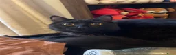 British Longhair cats for sale: Gorgeous Long Hair Hades in Northampton - Advert 6