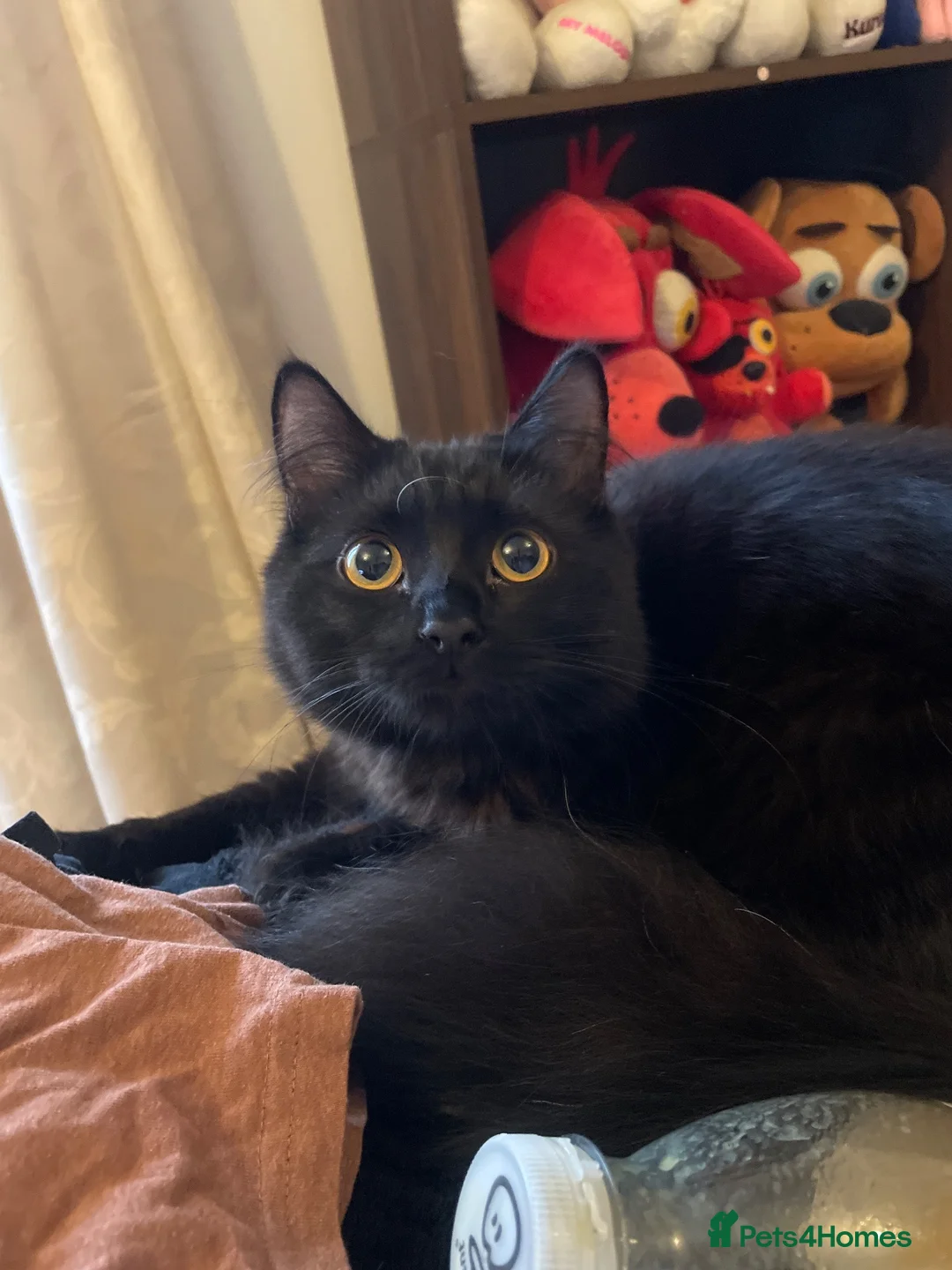 British Longhair cats for sale: Gorgeous Long Hair Hades in Northampton - Advert 6