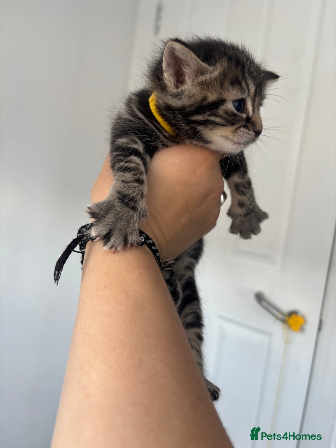 Maine Coon cats for sale: 1/4 mainecoon - Image 8