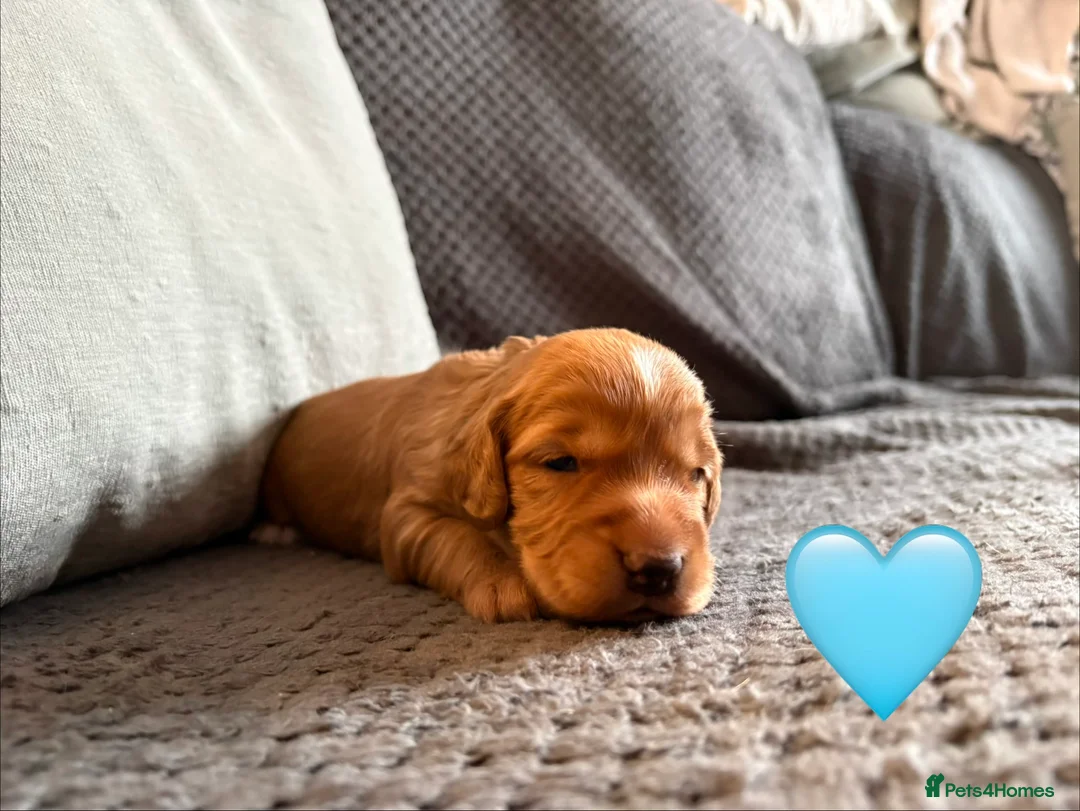 Cocker Spaniel dogs for sale: KC registered working cockers - Advert 5