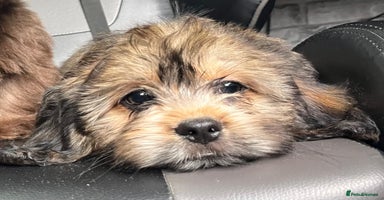 Mixed Breed dogs in Kidderminster - Advert 14