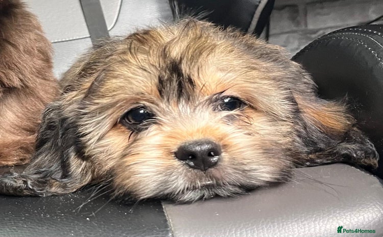 Mixed Breed dogs in Kidderminster - Advert 1