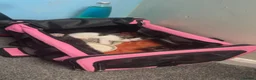 Domestic Shorthair cats for sale: Beautiful long haired tabby kittens  - Advert 15