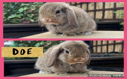 Mini Lop rabbits for sale: Mini lop buck and doe ready to reserve  - Image 2