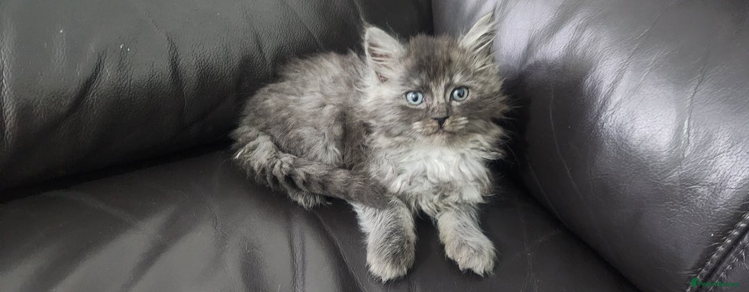 Maine Coon cats for sale: XXL Pure Maine Coon kittens for sale  - Image 6