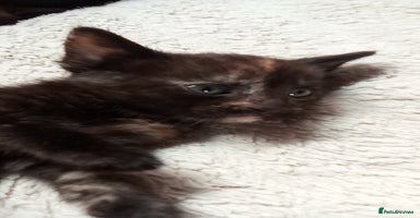 Mixed Breed cats - Advert 5