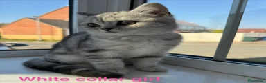 British Shorthair Kitten 8