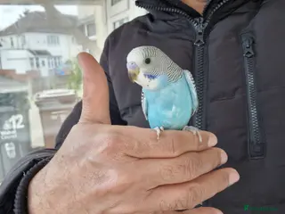 Budgerigars birds Super silly hand tamed baby budgies - Advert 5
