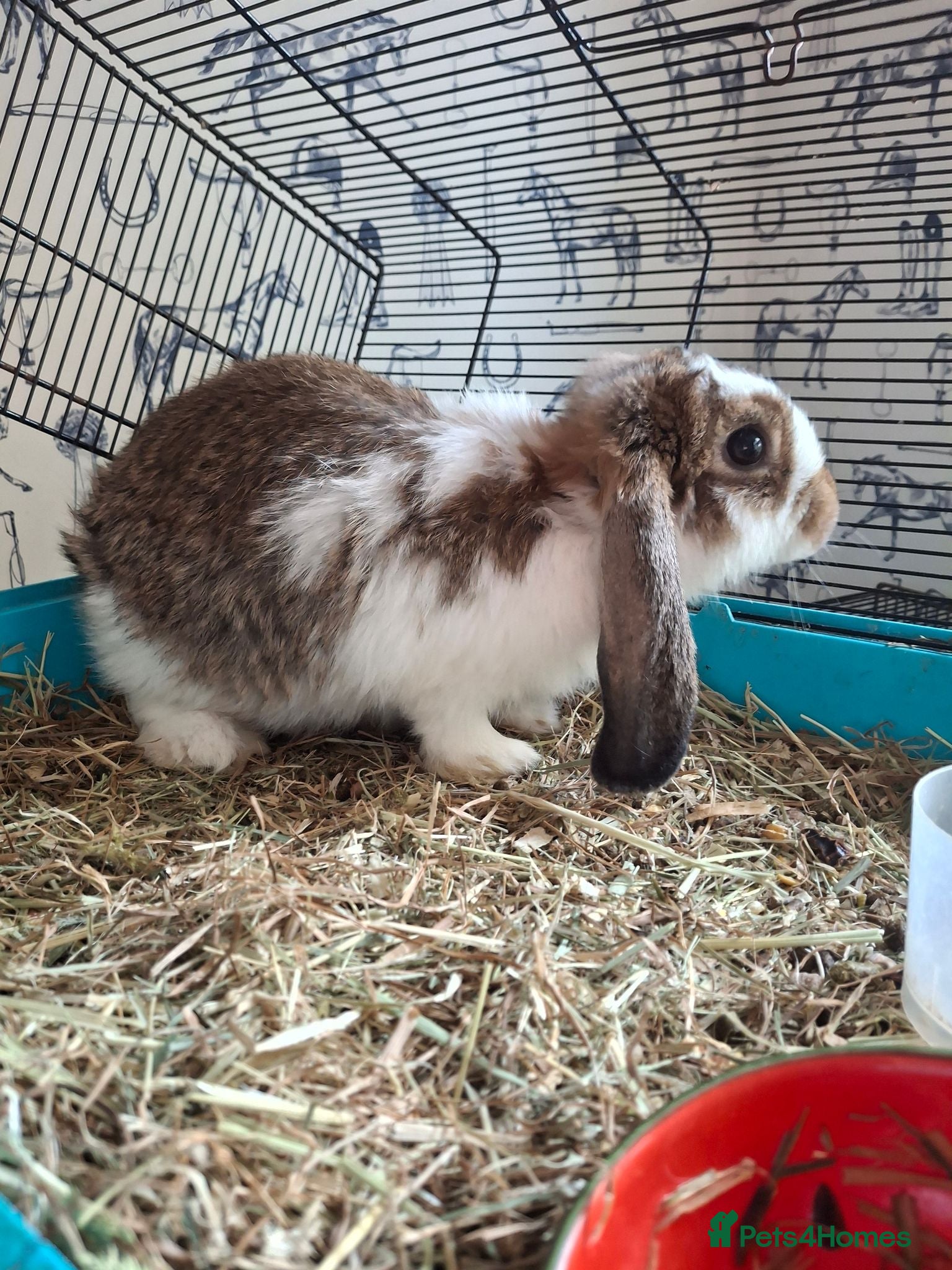 Dwarf Lop rabbits Dwarf lop *** still available *** - Advert 24