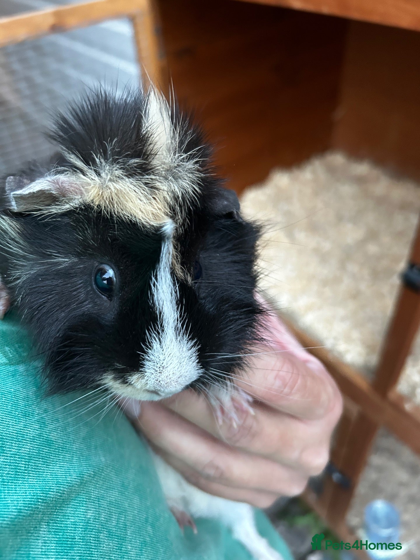 Guinea Pig rodents Bert and Barney guinea pigs - Advert 1