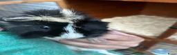 Guinea Pig rodents for sale: Bert and Barney guinea pigs in Thatcham - Advert 1