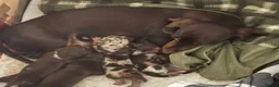 Miniature Dachshund dogs for sale: Beautiful Miniature Dachshund puppies - Advert 2