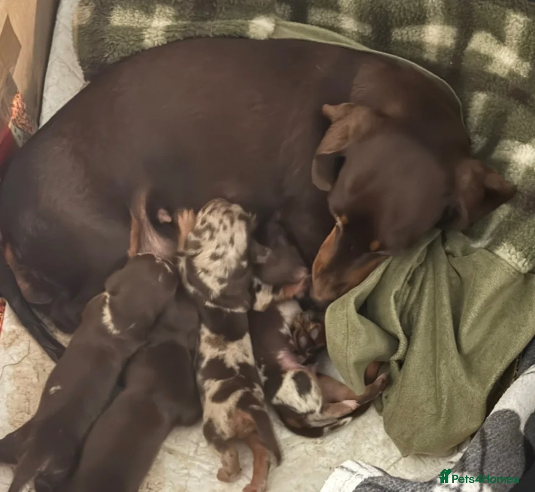 Miniature Dachshund dogs for sale: Beautiful Miniature Dachshund puppies - Advert 2