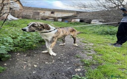 Mixed Breed dogs for adoption: 💔 OLIVER, RETURNED OUT OF SHAME 💔 - Image 3