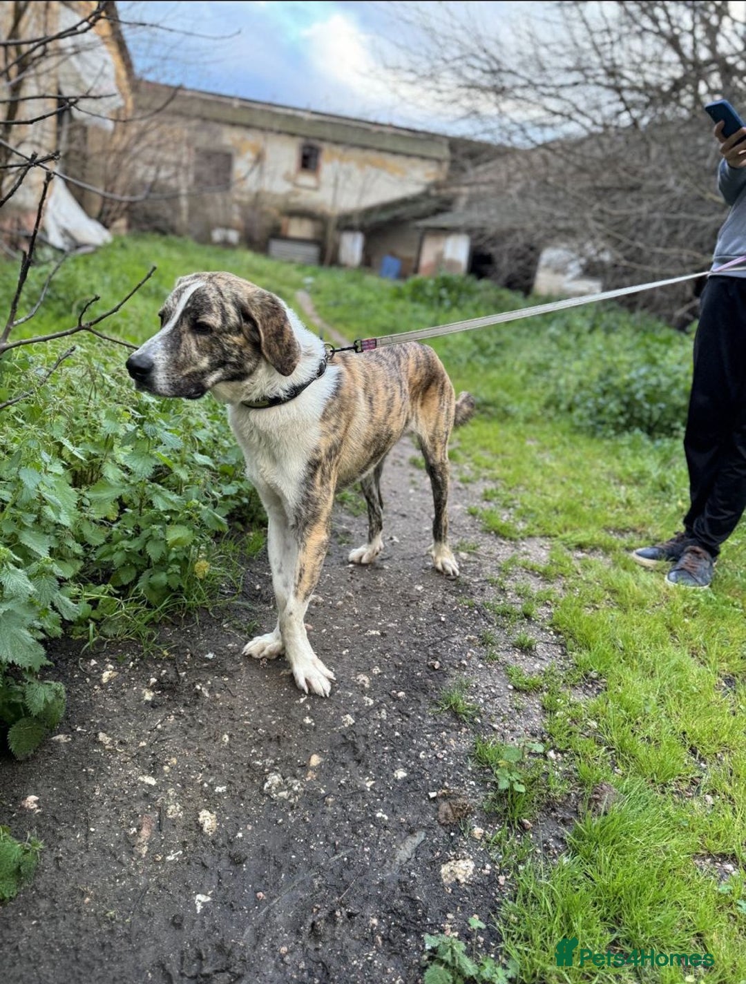 Mixed Breed dogs for adoption: 💔 OLIVER, RETURNED OUT OF SHAME 💔 - Image 3