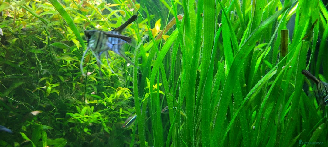 Angelfish fish for sale: Stunning stripes Angel Fish - Advert 20