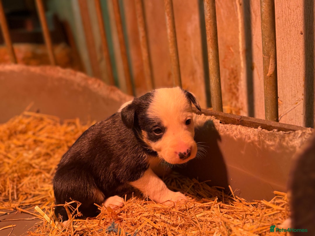 Border Collie dogs for sale: Border collie puppies - Advert 10