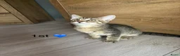 Mixed Breed cats for sale: Kittens  in Grantham - Advert 17
