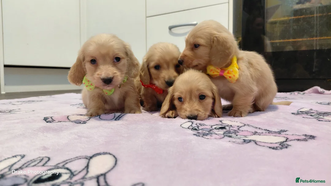 Miniature Dachshund dogs for sale: KC Reg. Longhaired Full Cream Mini Dachshunds 💛🐾 - Advert 26