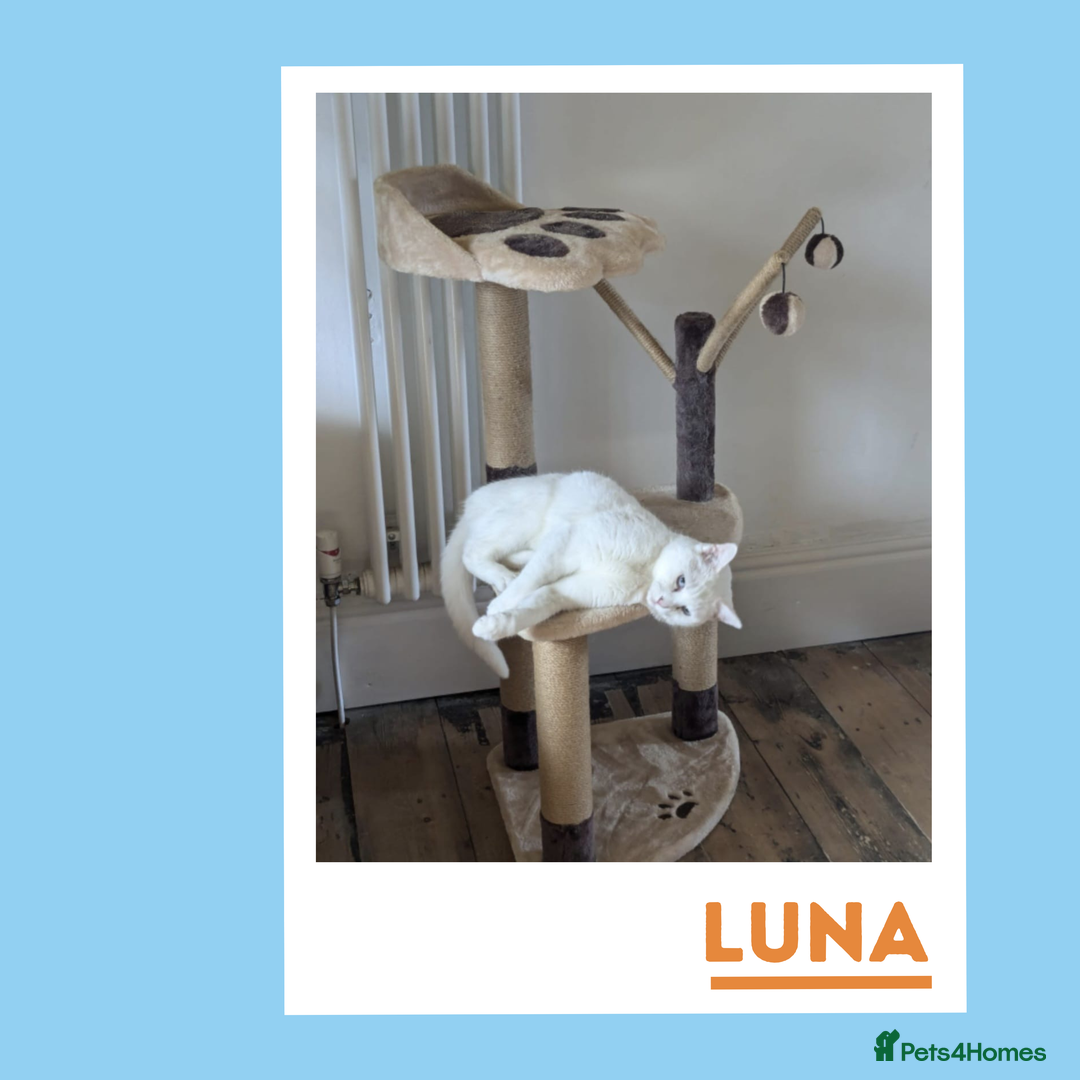 Mixed Breed cats for adoption: Luna is a VIP - Image 3