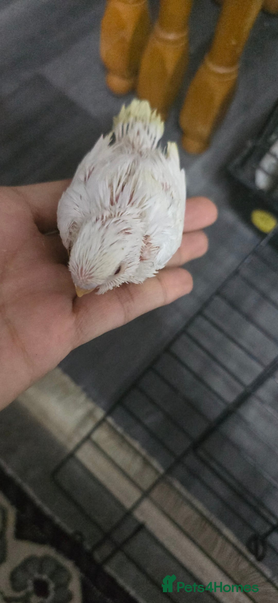 Budgerigars birds for sale: Baby budgies tame - Image 4