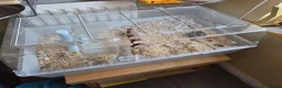 Hamster rodents for sale: Russian Dwarf Hamster in Birmingham - Advert 6