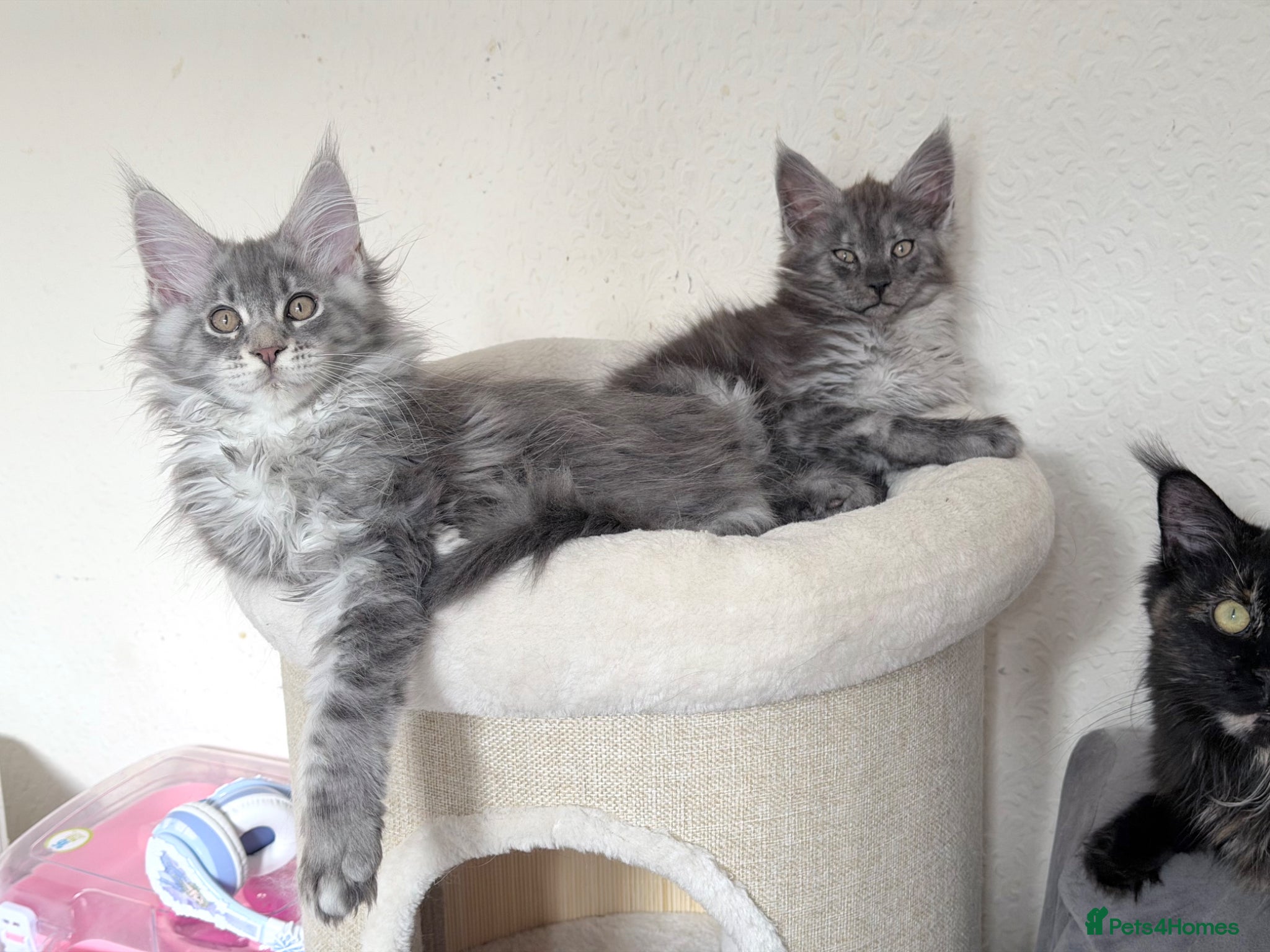 Maine Coon cats for stud: Champion Lines - Proven, Gentle - Blue Smoke - Advert 13