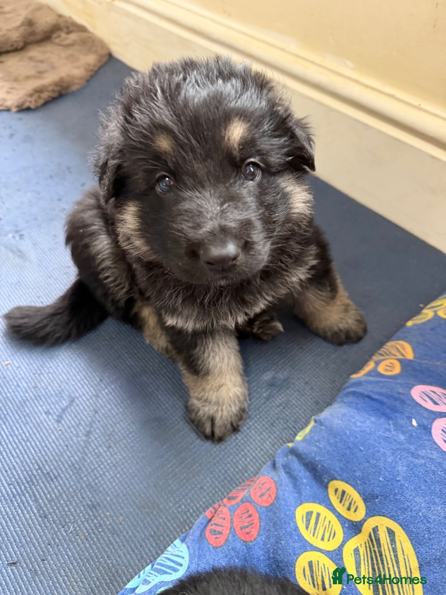 German Shepherd dogs German Shepherd Puppies (6 Boys, 1 Girl) - Advert 15