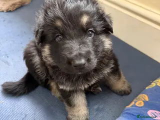 German Shepherd dogs German Shepherd Puppies (6 Boys, 1 Girl) - Advert 13