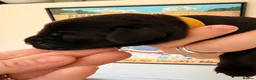 Labrador Retriever dogs for sale: KC Registered Working Labrador Puppies - Advert 17