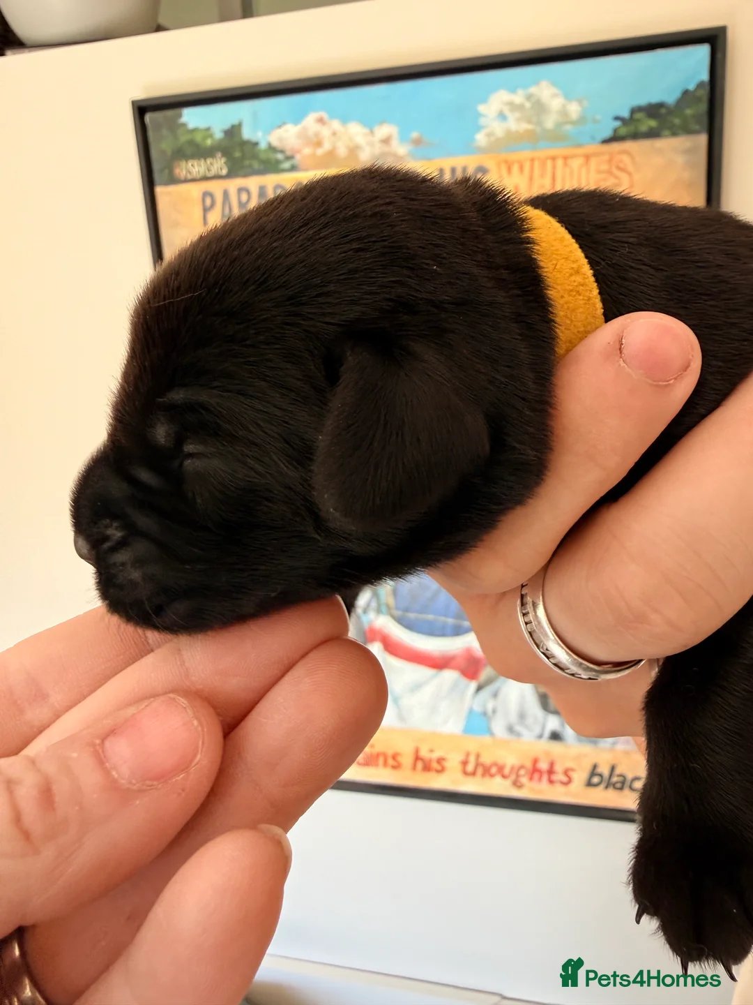 Labrador Retriever dogs for sale: KC Registered Working Labrador Puppies - Advert 17